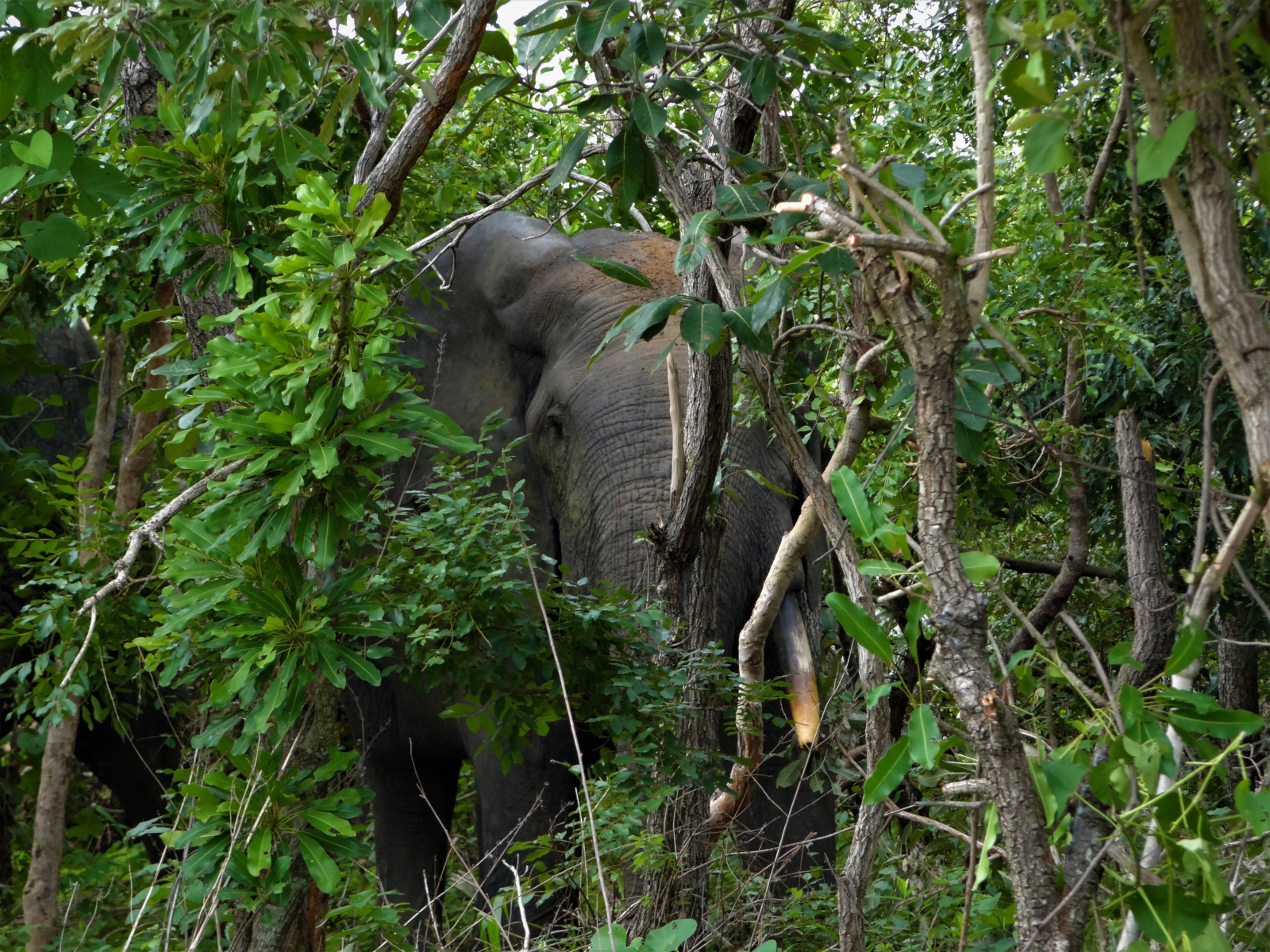Im Mole National Park kann man mit Elefanten auf Tuchfühlung gehen.