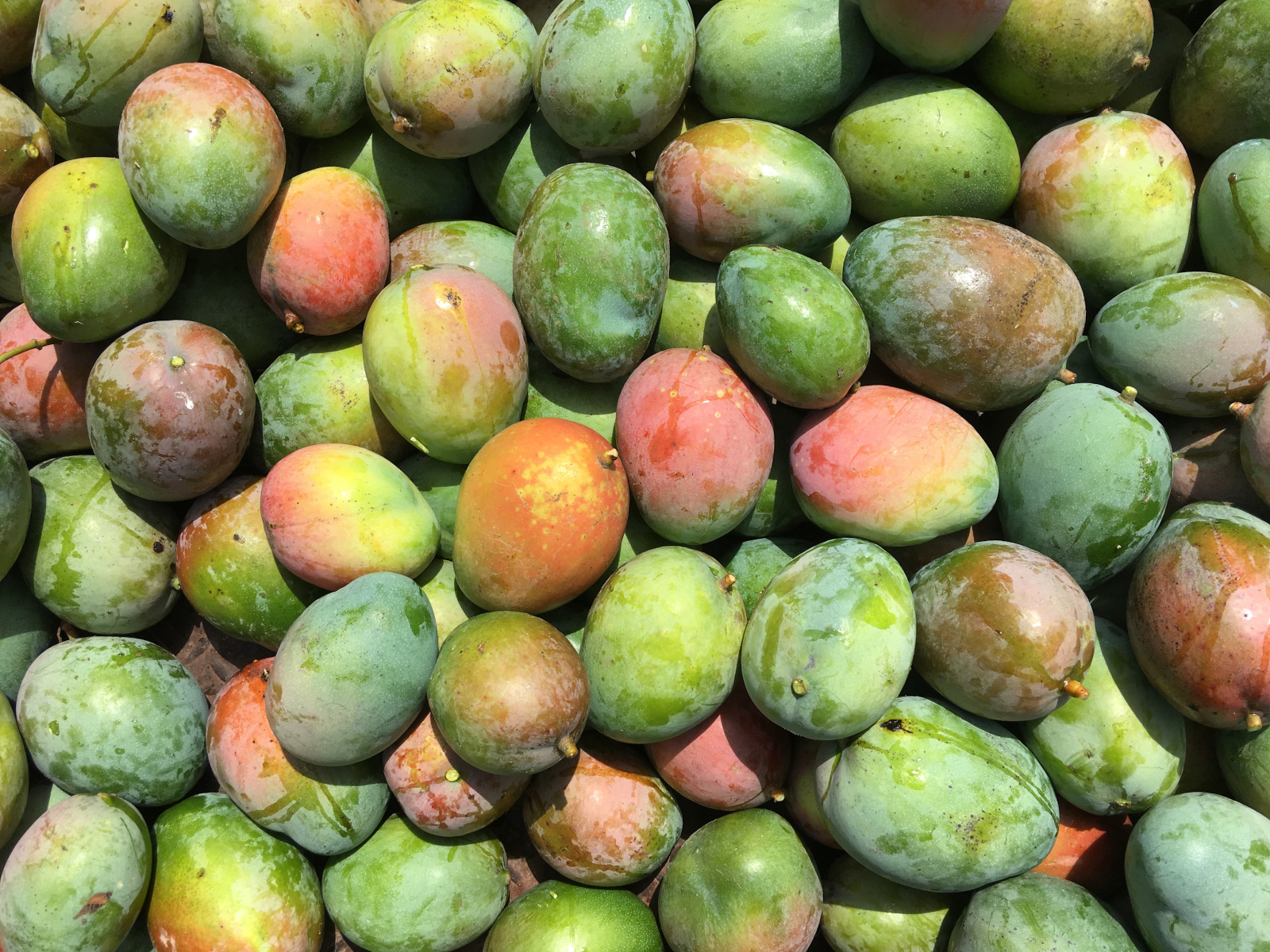 Die geernteten Mangos werden zum Großteil auf dem Markt verkauft